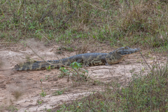 Yacarekaaiman (Caiman yacare)
