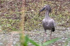 Grijze ibis (Theristicus caerulescens)