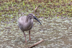Grijze ibis (Theristicus caerulescens)
