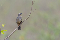 Amazonische grijze saltator (Saltator coerulescens)