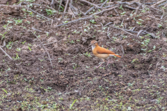 Bleekpootovenvogel (Furnarius leucopus)