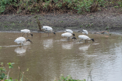 Jabiroe (Jabiru mycteria)