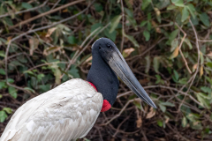 Jabiroe (Jabiru mycteria)