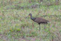 Koerlan (Aramus guarauna)