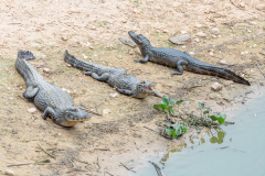 Yacarekaaiman (Caiman yacare)