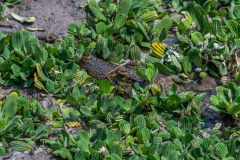 Yacarekaaiman (Caiman yacare)