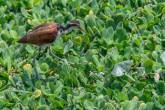 Leljacana (Jacana jacana)