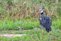 Kuifhoenderkoet (Chauna torquata)