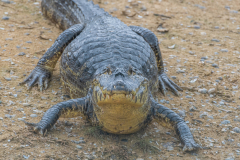 Yacarekaaiman (Caiman yacare)