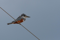 Amerikaanse reuzenijsvogel (Megaceryle torquata)