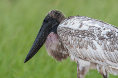 Jabiroe (Jabiru mycteria)