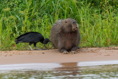 Capibara (Hydrochoerus hydrochaeris) en zwarte gier (Coragyps atratus)