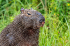 Capibara (Hydrochoerus hydrochaeris)