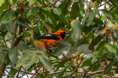 Amazonetroepiaal (Icterus croconotus)