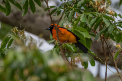 Amazonetroepiaal (Icterus croconotus)