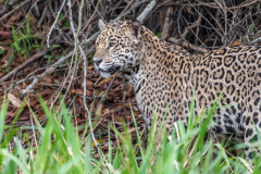 Jaguar (Panthera onca)