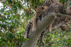 Jaguar (Panthera onca)
