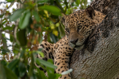 Jaguar (Panthera onca)