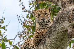 Jaguar (Panthera onca)