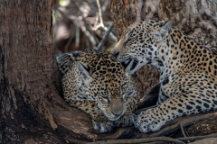 Jaguar (Panthera onca)