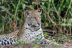 Jaguar (Panthera onca)