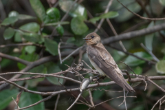 Zuid-Amerikaanse ruwvleugelzwaluw (Stelgidopteryx ruficollis)