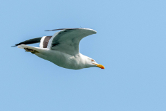 Kelpmeeuw (Larus dominicanus)