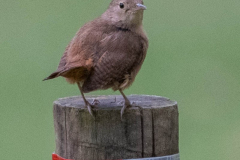 Noordelijke huiswinterkoning (Troglodytes aedon)