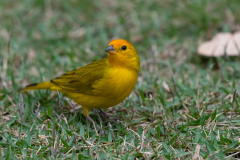 Gewone saffraangors (Sicalis flaveola)