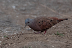Steenduif (Columbina talpacoti)