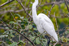 Grote zilverreiger (Ardea alba)