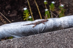 Huisgekko (Hemidactylus mabouia)