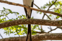 Vorkstaartkoningstiran (Tyrannus savana) Vorkstaartkoningstiran (Tyrannus savana)