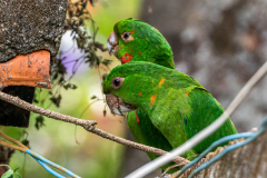 Witoogaratinga (Aratinga leucophthalmus) Witoogaratinga (Aratinga leucophthalmus)
