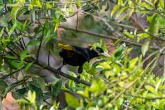 Kuiforopendola (Psarocolius decumanus) Kuiforopendola (Psarocolius decumanus)