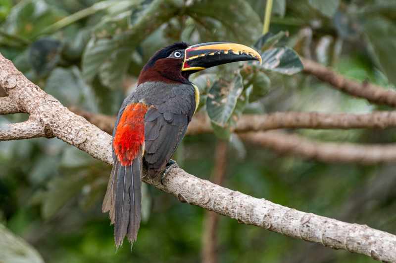 Bruinoorarassari (Pteroglossus castanotis) in de Pantanal, Brazilië