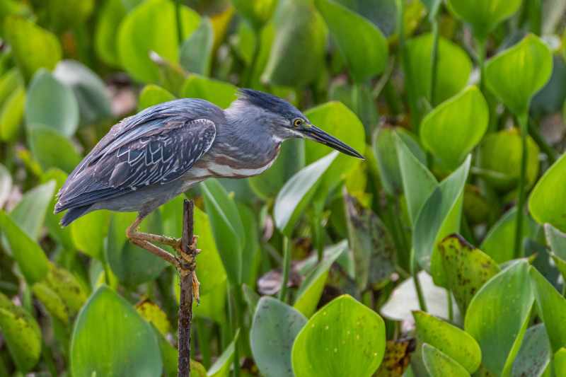 Mangrovereiger (Butorides striata) in Puerto Suárez, Bolivia