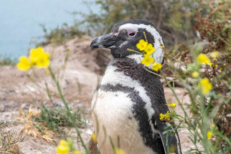 Magelhaenpinguïn (Spheniscus magellanicus) op Peninsula Valdés