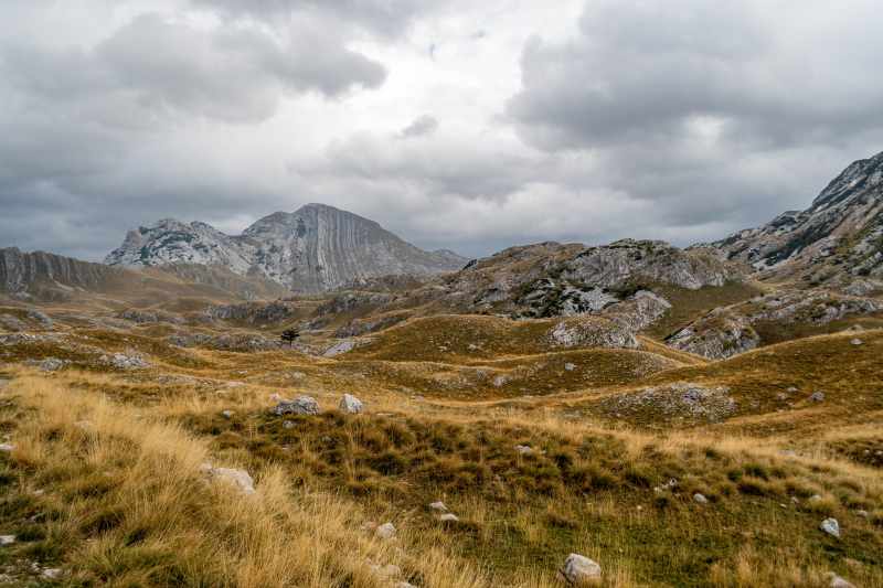 Prutaš, Durmitor Nationaal Park, Montenegro