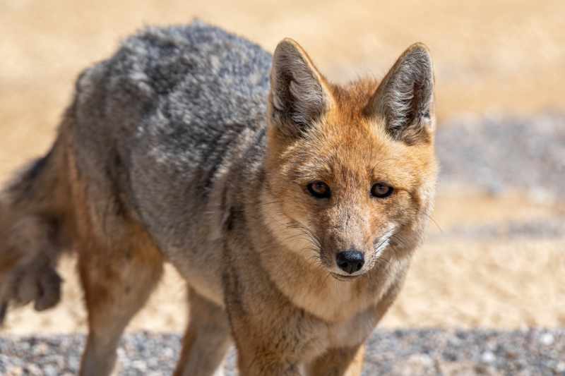 Andesvos (Lycalopex culpaeus)