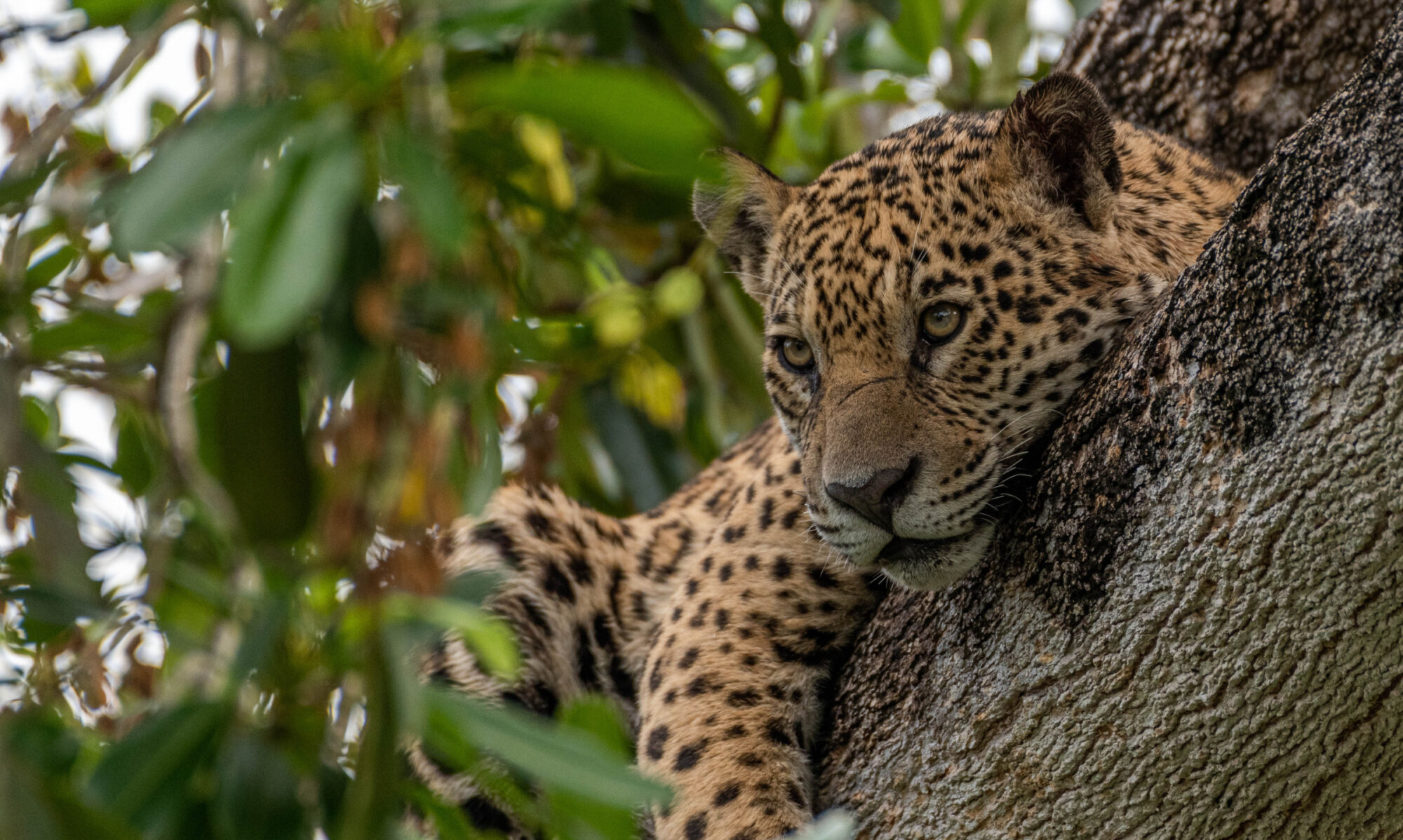 Jaguar (Panthera onca), Pantanal, Brazilië