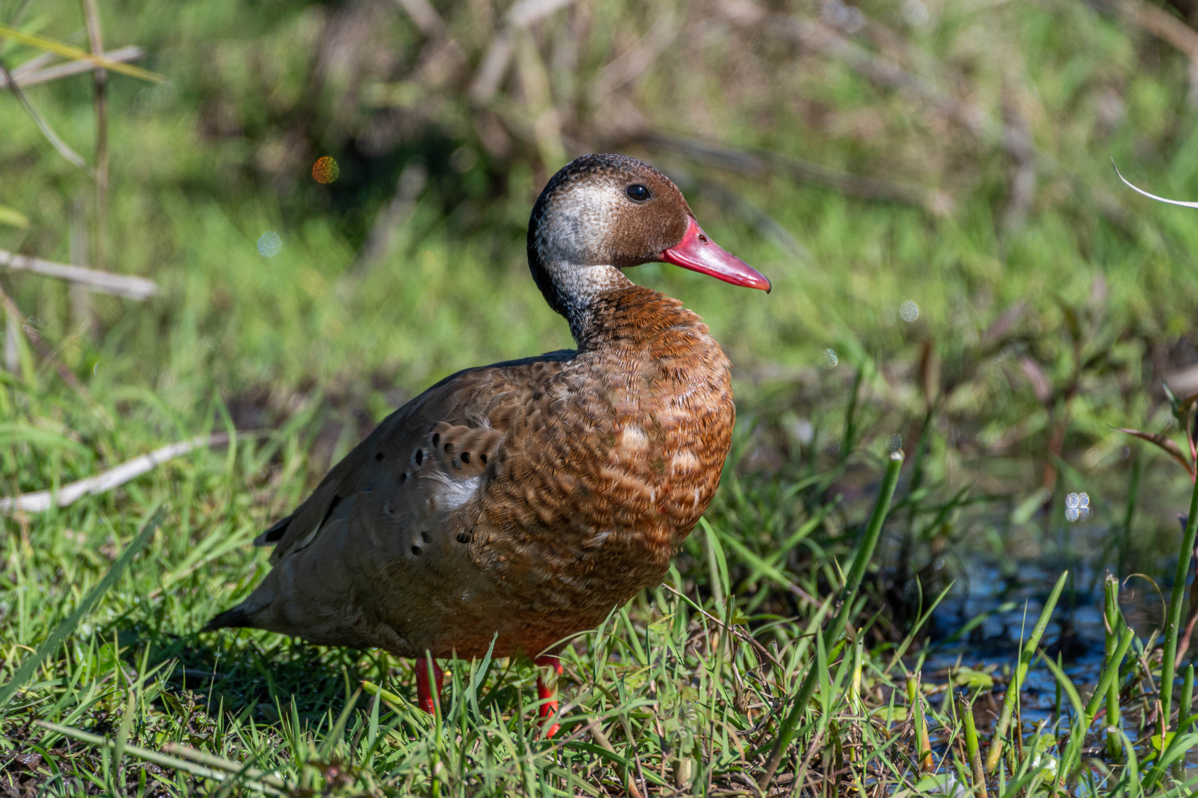 Amazonetaling (Amazonetta brasiliensis), El Palmar Nationaal Park, Argentinië