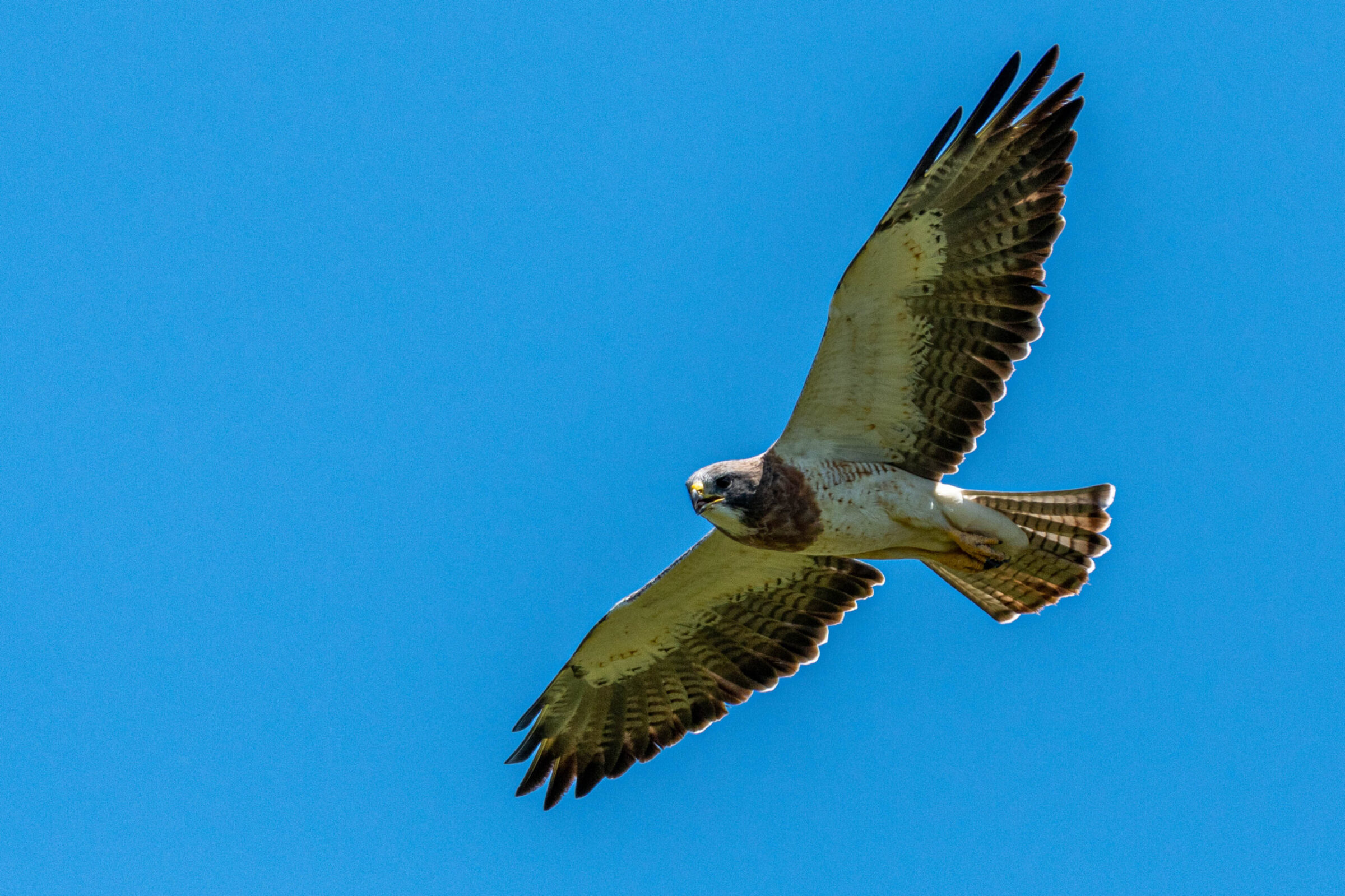Prairiebuizerd (Buteo swainsoni), El Palmar Nationaal Park, Argentinië