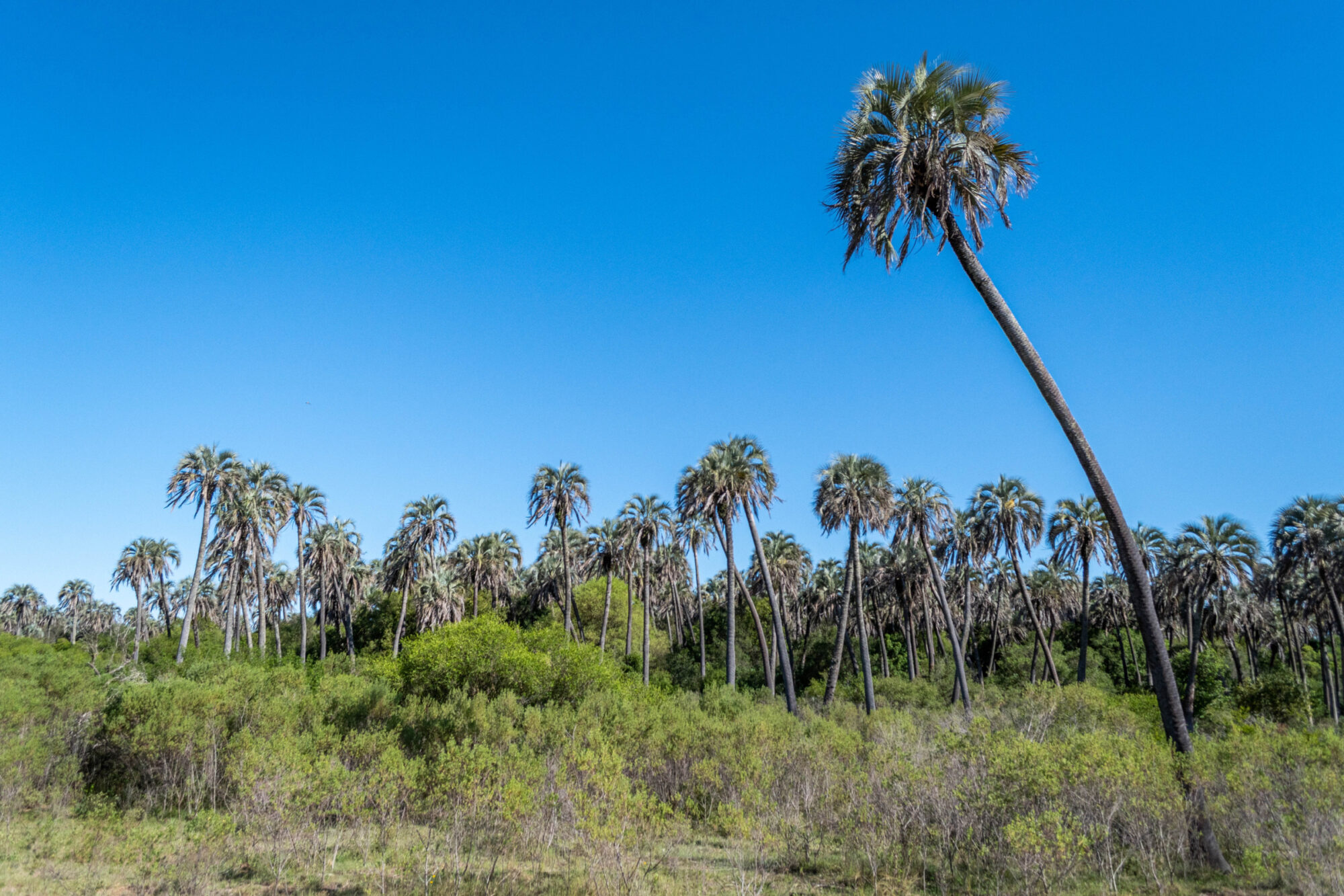 El Palmar Nationaal Park, Argentinië