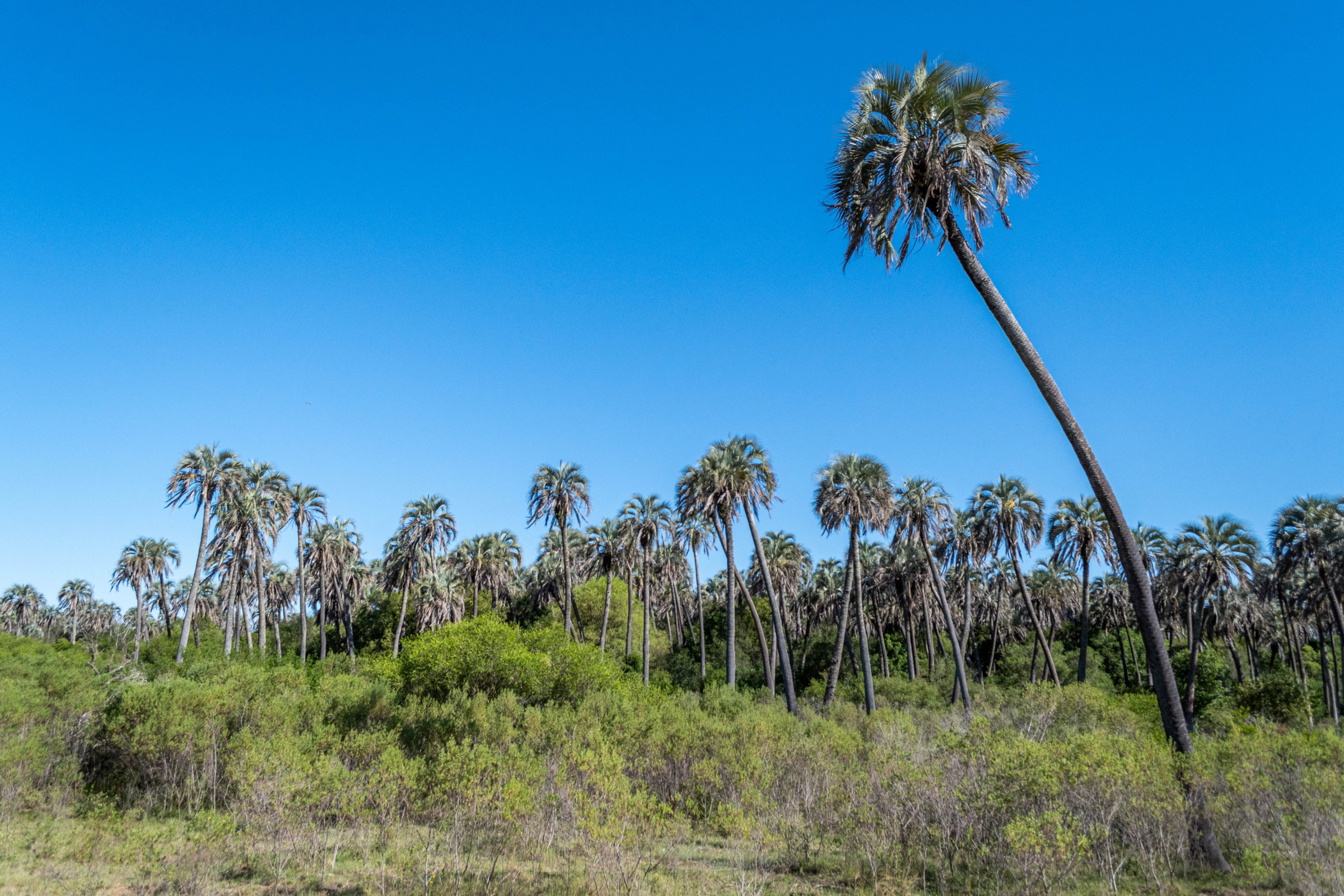El Palmar Nationaal Park, Argentinië