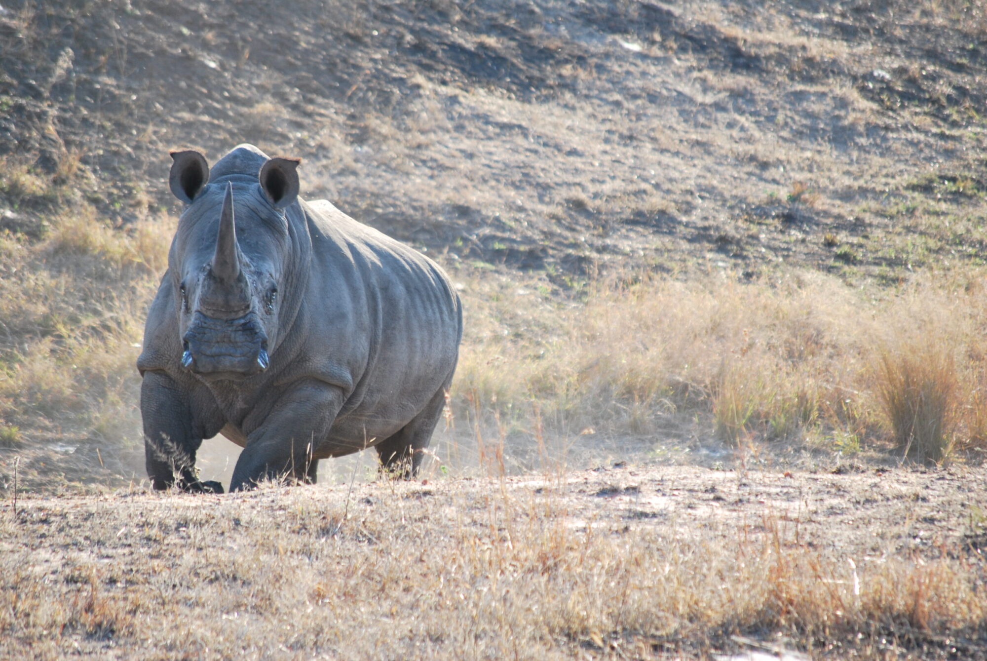 Witte neushoorn (Ceratotherium simum), Manyeleti Game Reserve, Zuid-Afrika