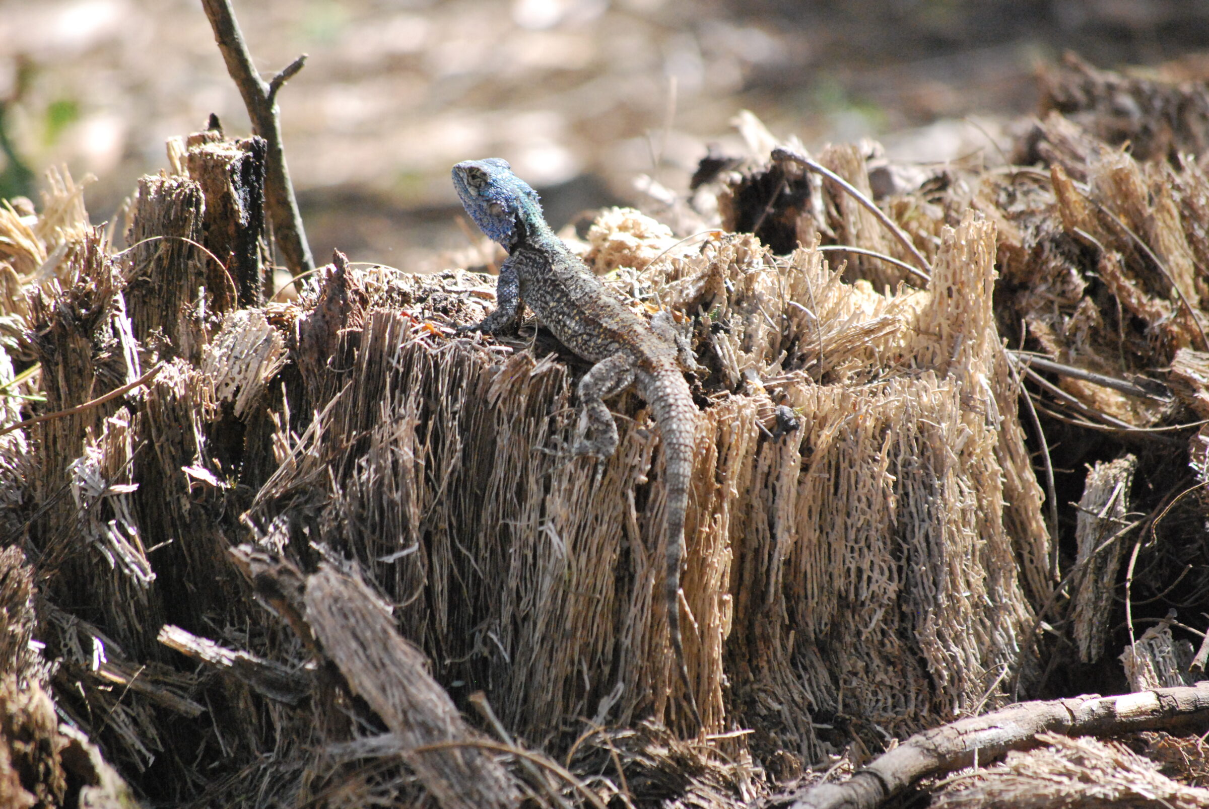 Blauwkeelagame (Acanthocercus atricollis), Mlilwane Wildlife Sanctuary, Eswatini