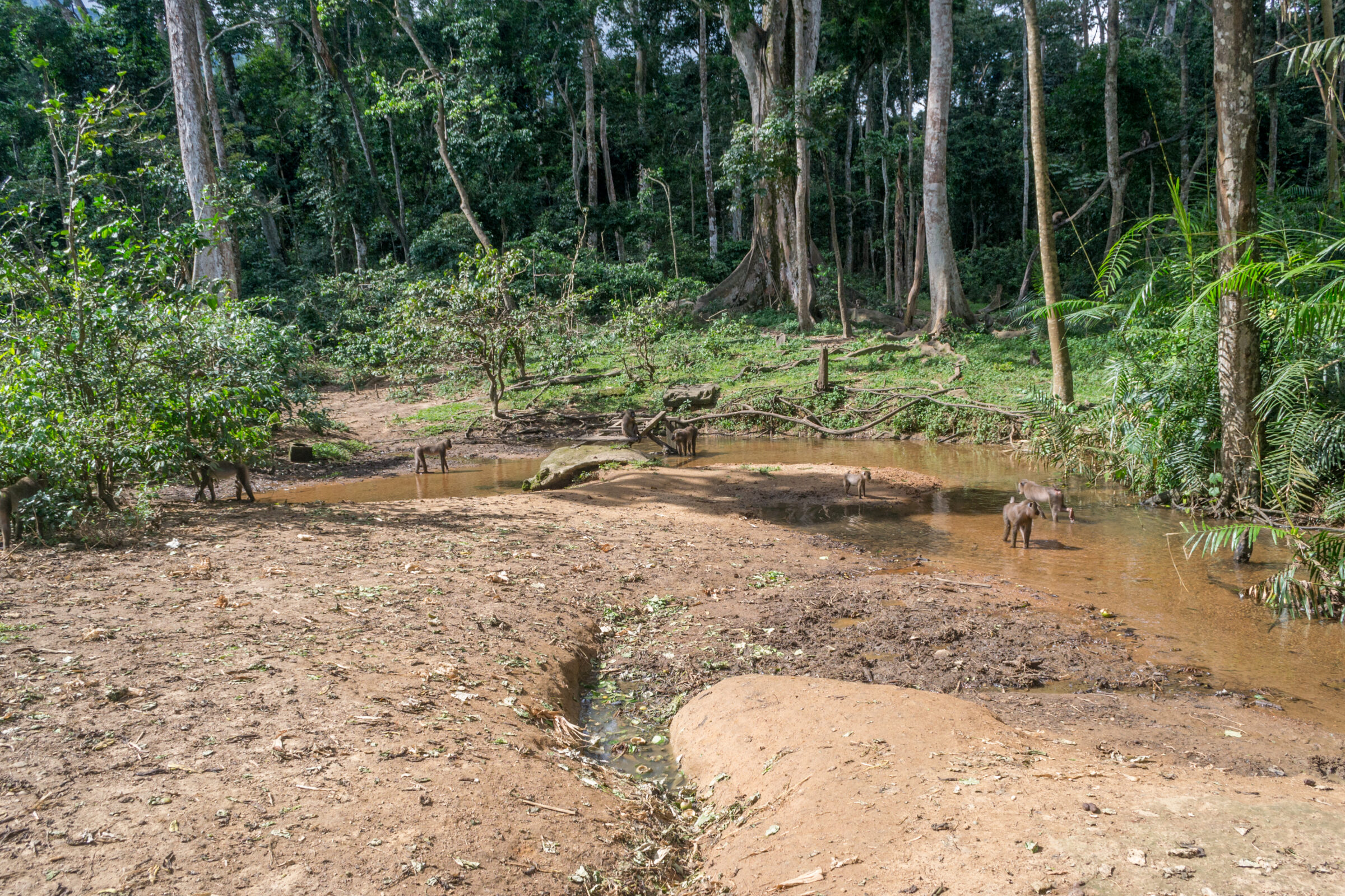 Afi Mountain Drill Ranch, Nigeria