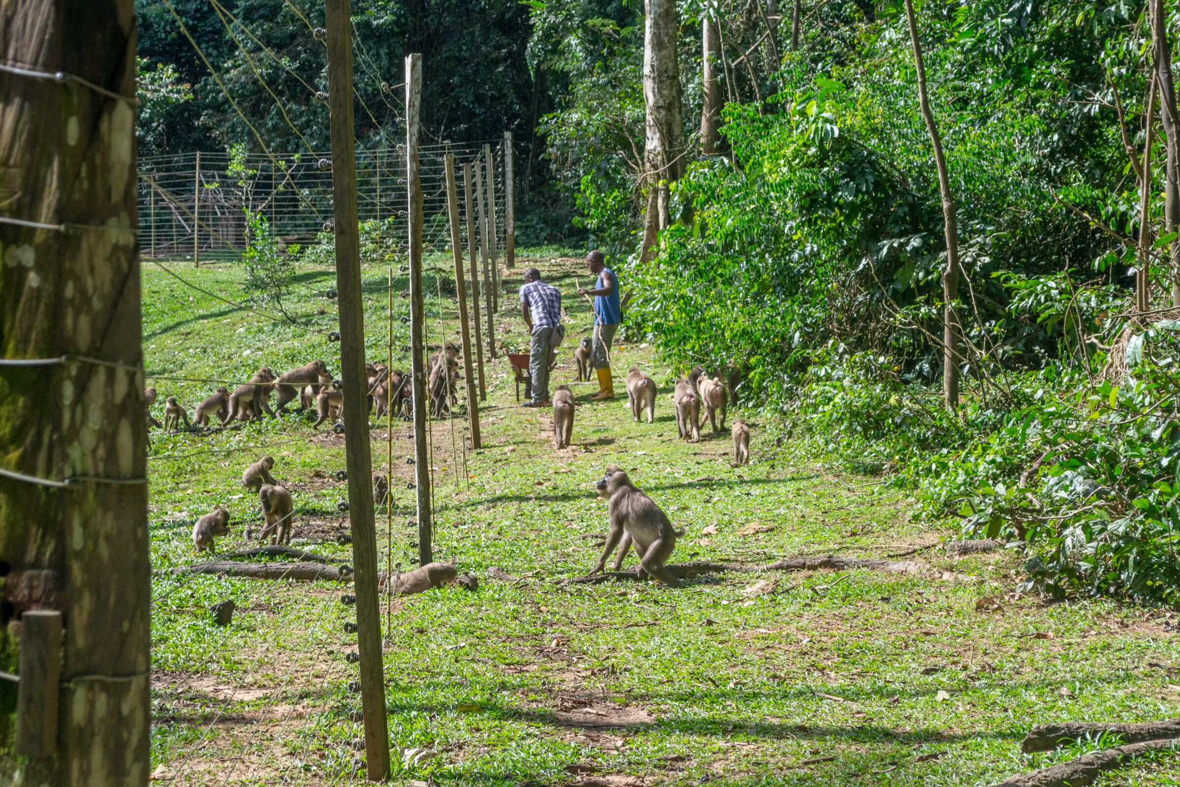 Afi Mountain Drill Ranch, Nigeria
