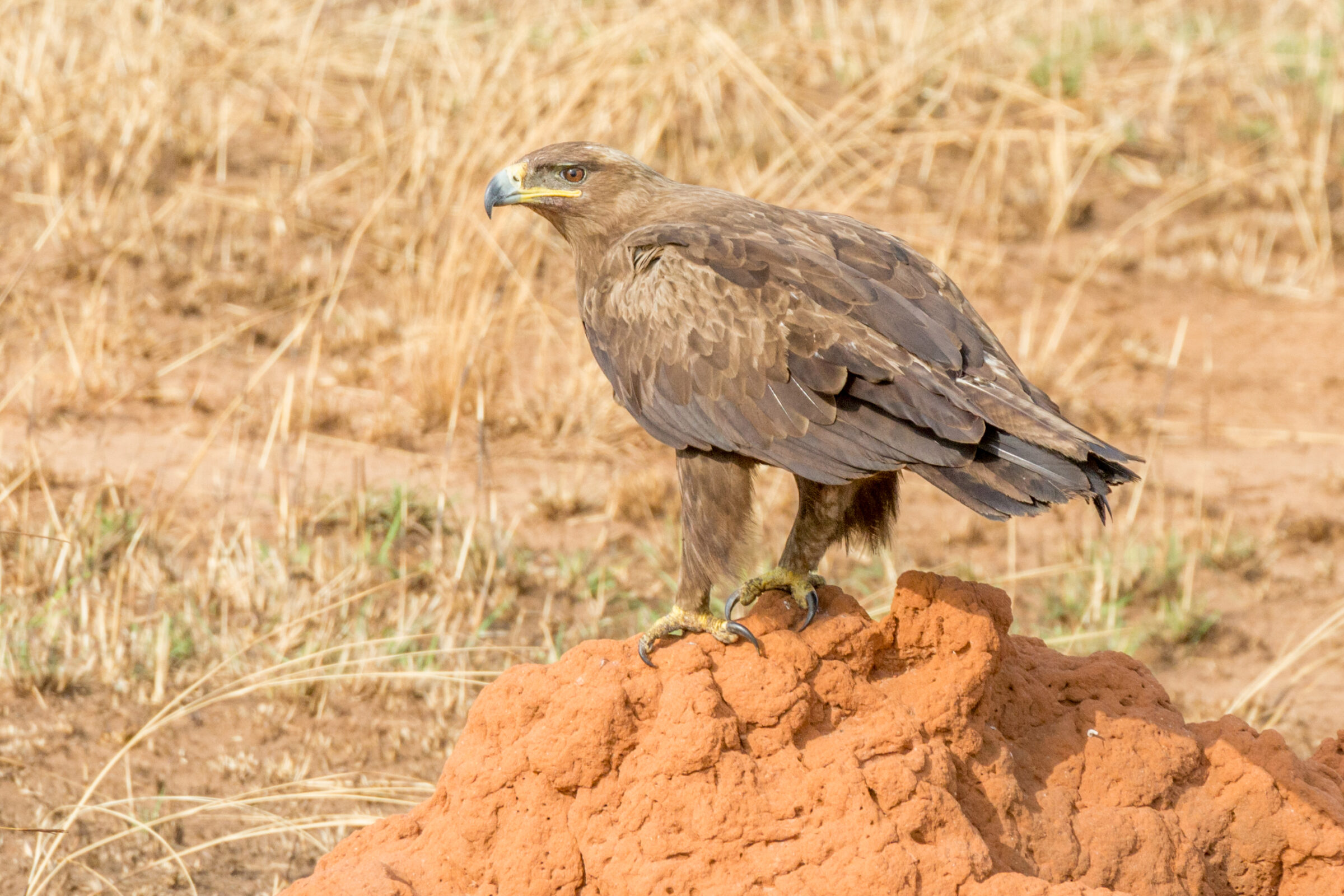 Steppearend (Aquila nipalensis), Murchison Falls National Park, Oeganda